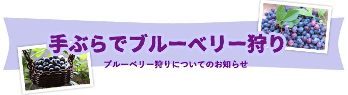 手ぶらでブルーベリー狩り